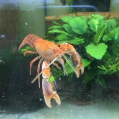 Cherax volcano