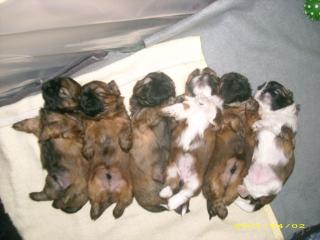 Shih Tzu Welpen zu verkaufen