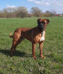 Boxer Deckrüde anzubieten