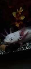 Axolotl Jungtiere ab 15 cm
