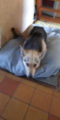 Der perfekte Familienhund - super liebenswerte Husky-Schäfehündin