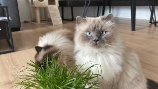 Birma Katzen