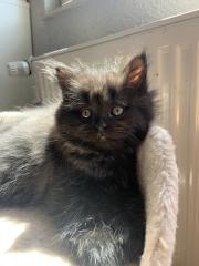 BKH/BLH/Perser Kitte