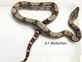 1. 1 Boa Constrictor Imperator Wildtyp DNZ12
