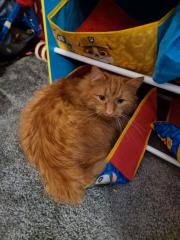 Kater seit Juli vermisst