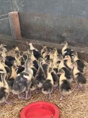 Weiße Gänse Gössel Pommerngänse