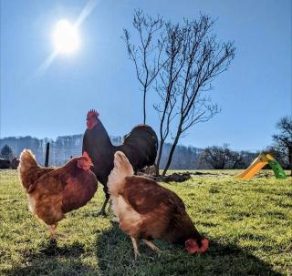 Australorp Hahn und Hühner