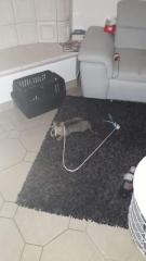 Katze Tinka vermisst