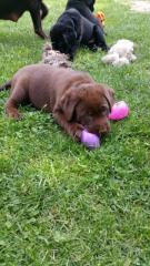 Labrador Welpen