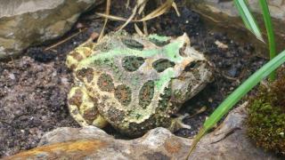 Schmuckhornfrosch Ceratophrys cranwelli
