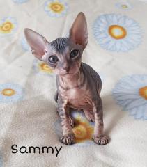 Sphynx Baby mit Stammbaum sucht ein neuen zu Hause