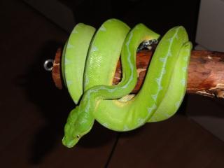 1. 0 Morelia viridis NZ08 inkl. Terrarium