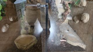 Suche gutes Zuhause für meine 3 Kornnatter