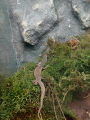 Varanus Acanthurus 0. 0. 3
