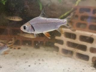 Nacht Salmler Semaprochiladas taeniurus 12cm