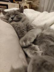 BLH Deckkater sucht Gesellschaft