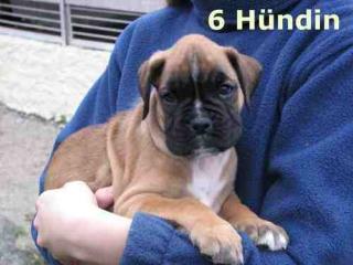 Wunderschöne boxerhündin sucht liebevolles zuhause