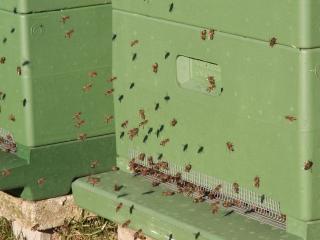 Verkaufe Carnica Bienen