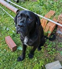 Reinrassiger Cane Corso Rüde
