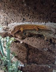 Zwei Weibchen Geckos