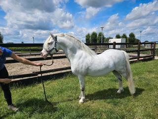 Welsh a zucht hengst von springbourne capricorn