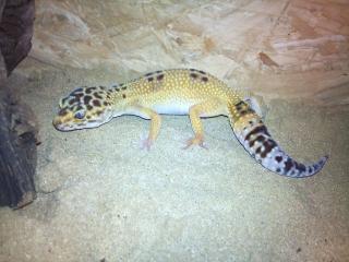 0. 2 Tremper Albinos Leopardgeckos Holzterrarium Deko abzugeben