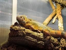 Roter Leguan, dringende Notabgabe