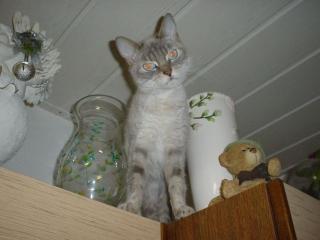 Sehr schöne junge und interessante Siammixkatze sucht liebevolles Zuhause