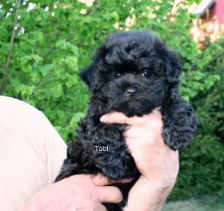 Bolonka Zwetna Welpen vom Fledermausturm, kleine Familienhunde