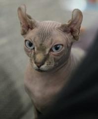 Sphynx Katze Weibchen