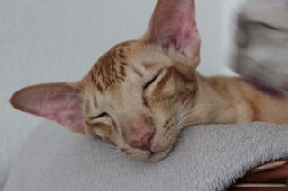 Wunderschöner orientalischer roter 1 jähriger Kater Kastriert abzugeben