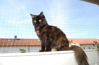 Maine coon Dame mit Stammbaum