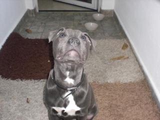 Stafford Terrier blue siber