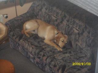 Unser charlie braucht ein neues zu hause