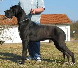 Deutsche Dogge schwarz Aron vom Harbker Schloss