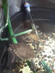 2 Höckerschildkröten zu verkaufen