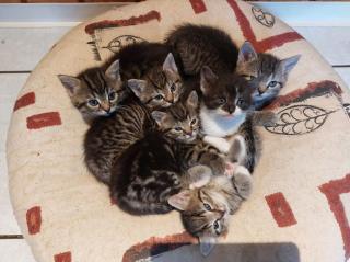Mischlingskitten Weiblich