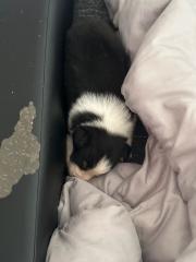 Australian Shepherd Black Tri sucht ab 18. 08