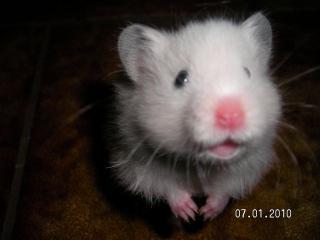 Hübsche Teddyhamsterbabys