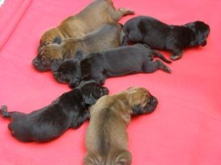 Bayerischer Gebirgsschweißhund Junghunde