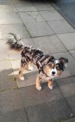 Hundefriseur Waschen/Schneiden/Scheren