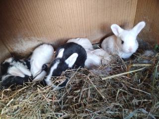Nutztiere /Kaninchen