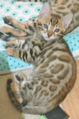 Bengalkatzen, Bengalen, Kätzchen, Katzen, Kitten, Katzenbabys, Tiere, Rassekatze