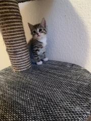 Kleines Bkh Mix Katerchen sucht zu Hause