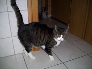 Verspielter Hauskater sucht ein Neues Zuhause