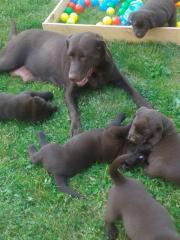 Labrador Welpen vom Instenberg
