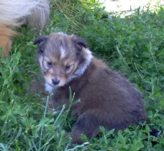 Sheltie