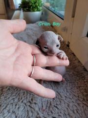 SPHYNX KANADISCHE KITTEN