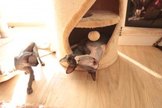Sphynxbaby