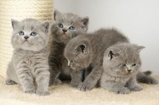 Britisch Kurzhaar Babys in blau